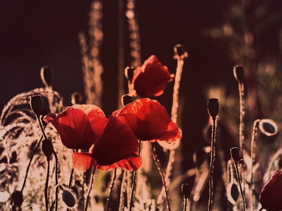 Макро фото мака обои