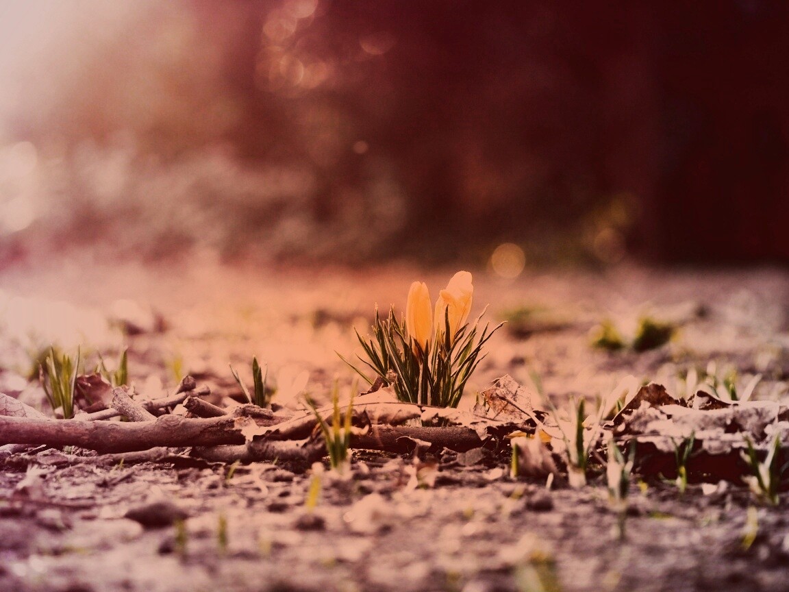 Весенняя трава и цветы обои