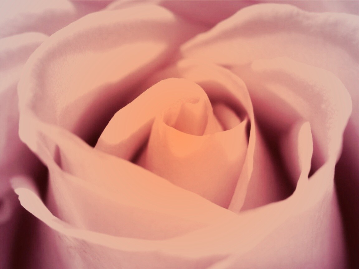 Фиолетовая роза макро обои