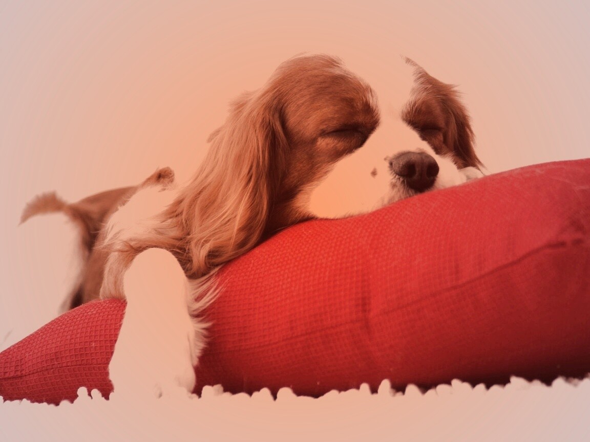 Спящий щенок на красной подушке обои