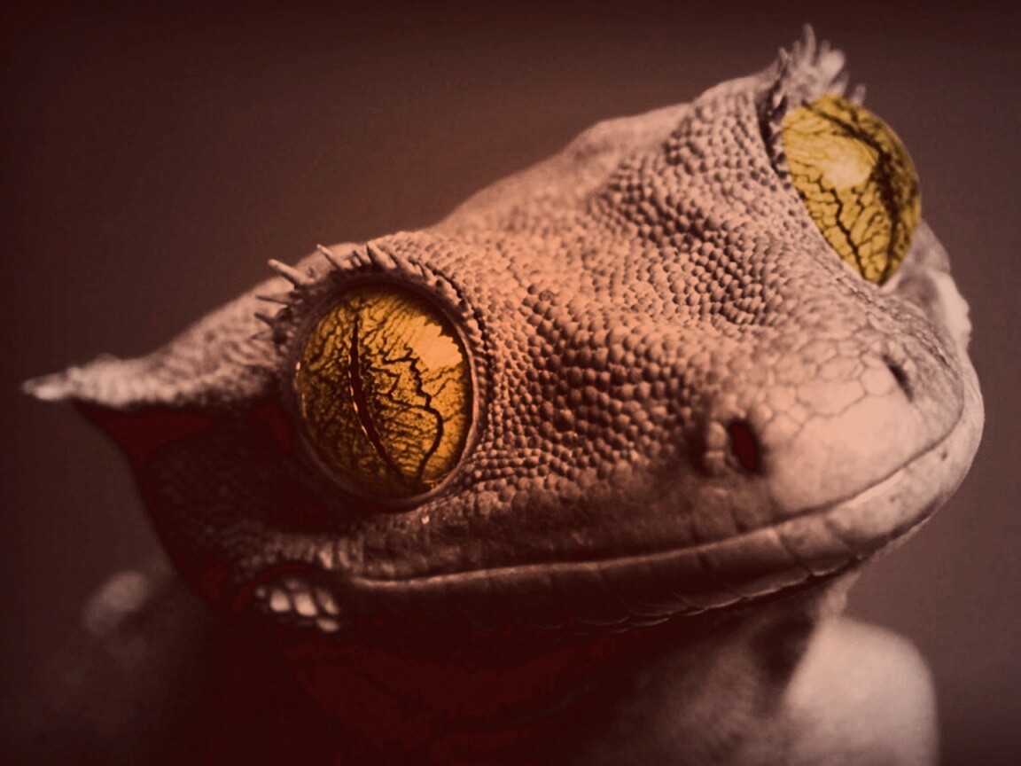 Ящерка обои