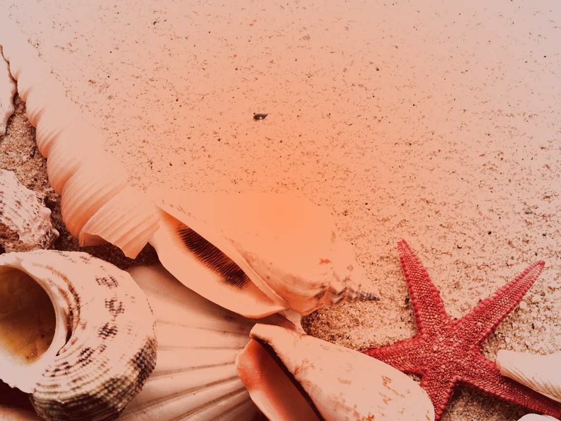 Морские раковины и звезды обои