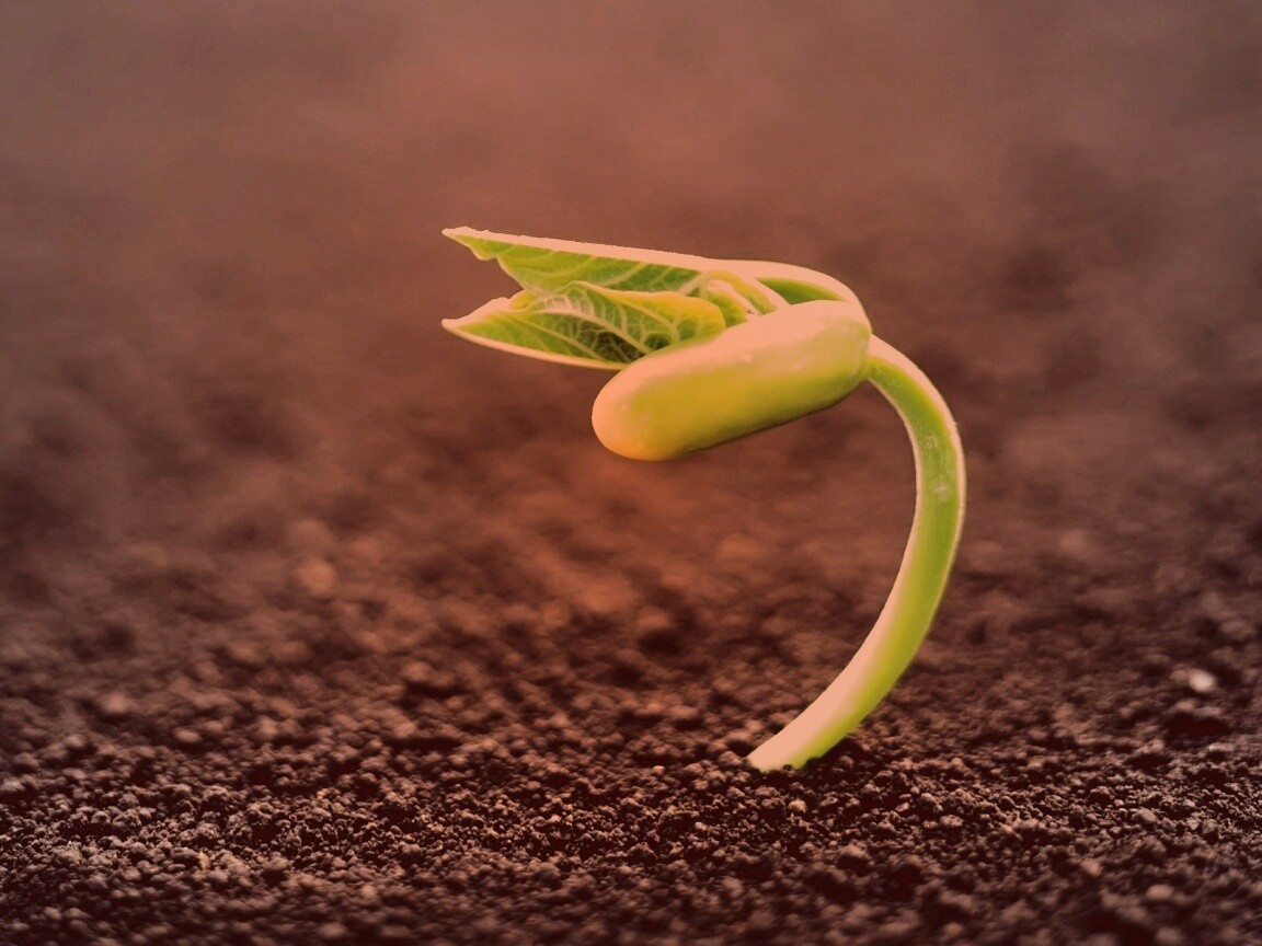 Макро фото зелёного росточка обои