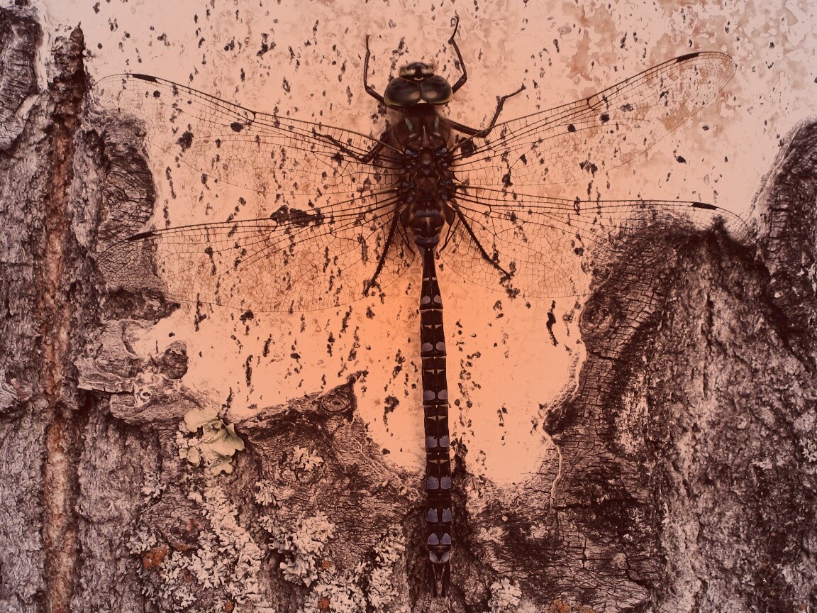 Стрекоза на дереве обои
