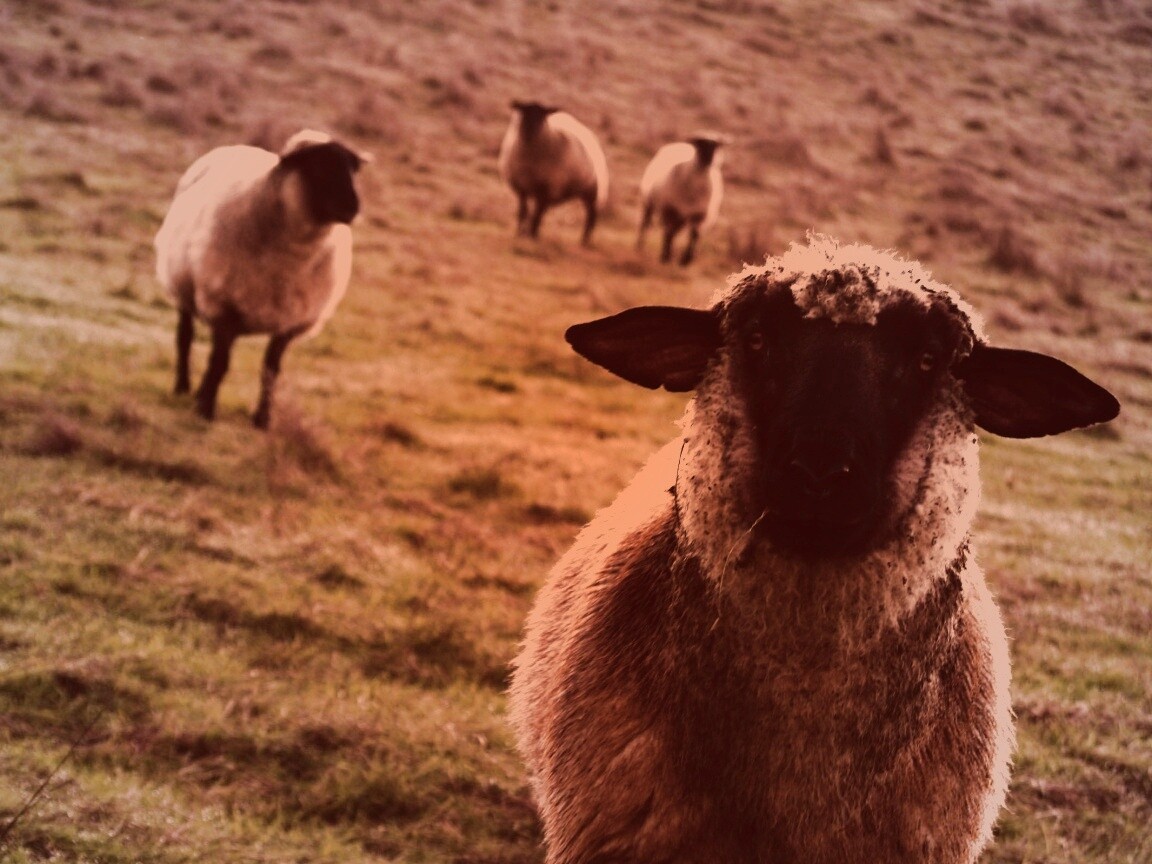 Овцы на пастбище обои