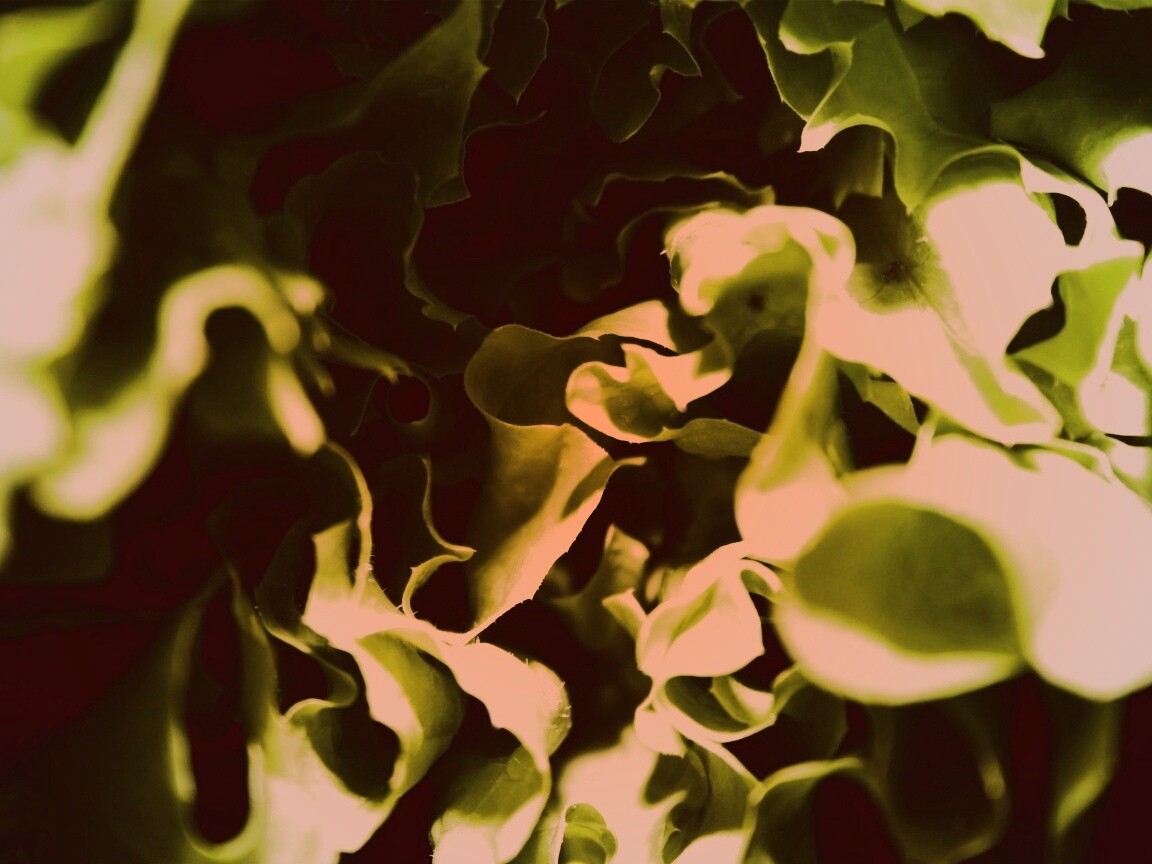 Зеленая листва обои