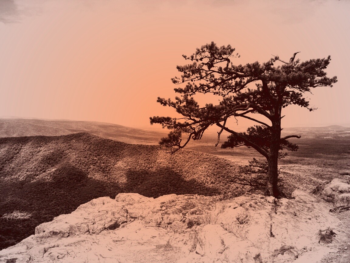 Горное дерево в черно-белых тонах обои