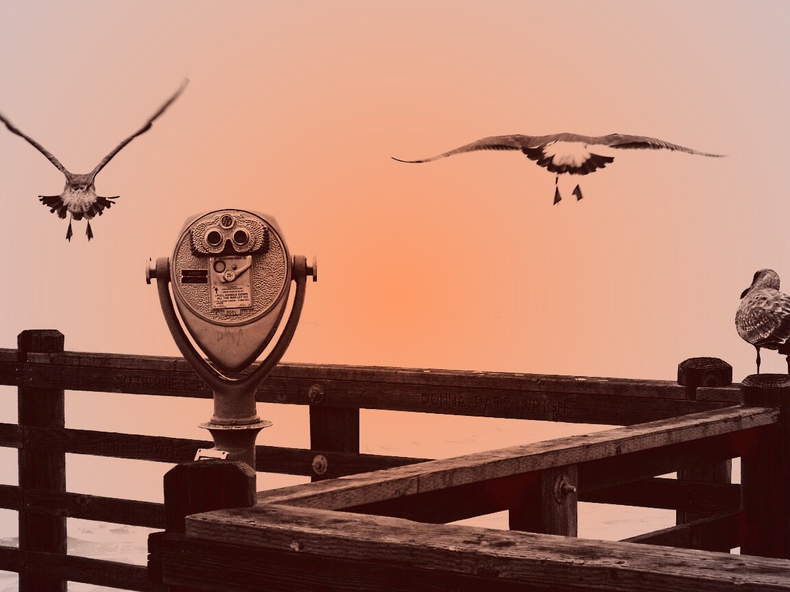 Чайки на перилах пирса обои