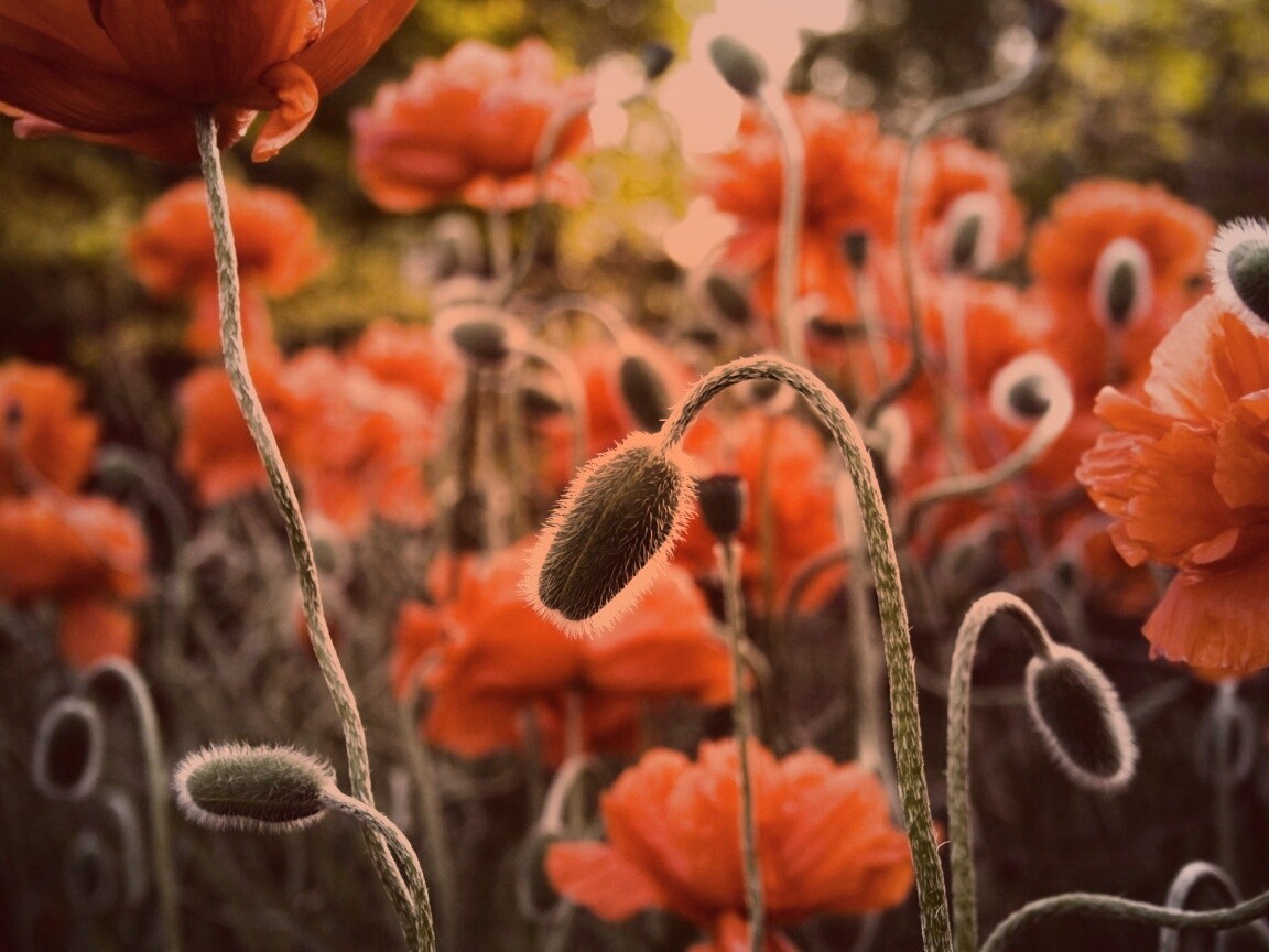 Бутон среди цветов обои