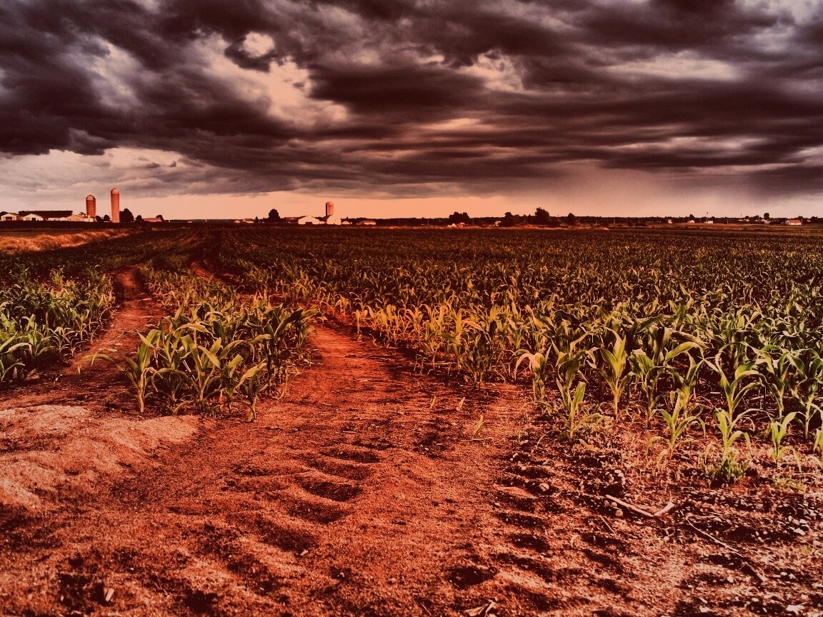 Кукурузное поле у фермы обои