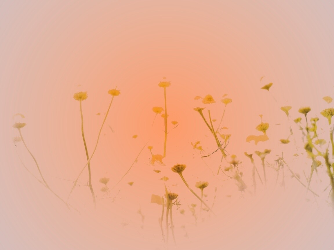 Цветочное лето обои