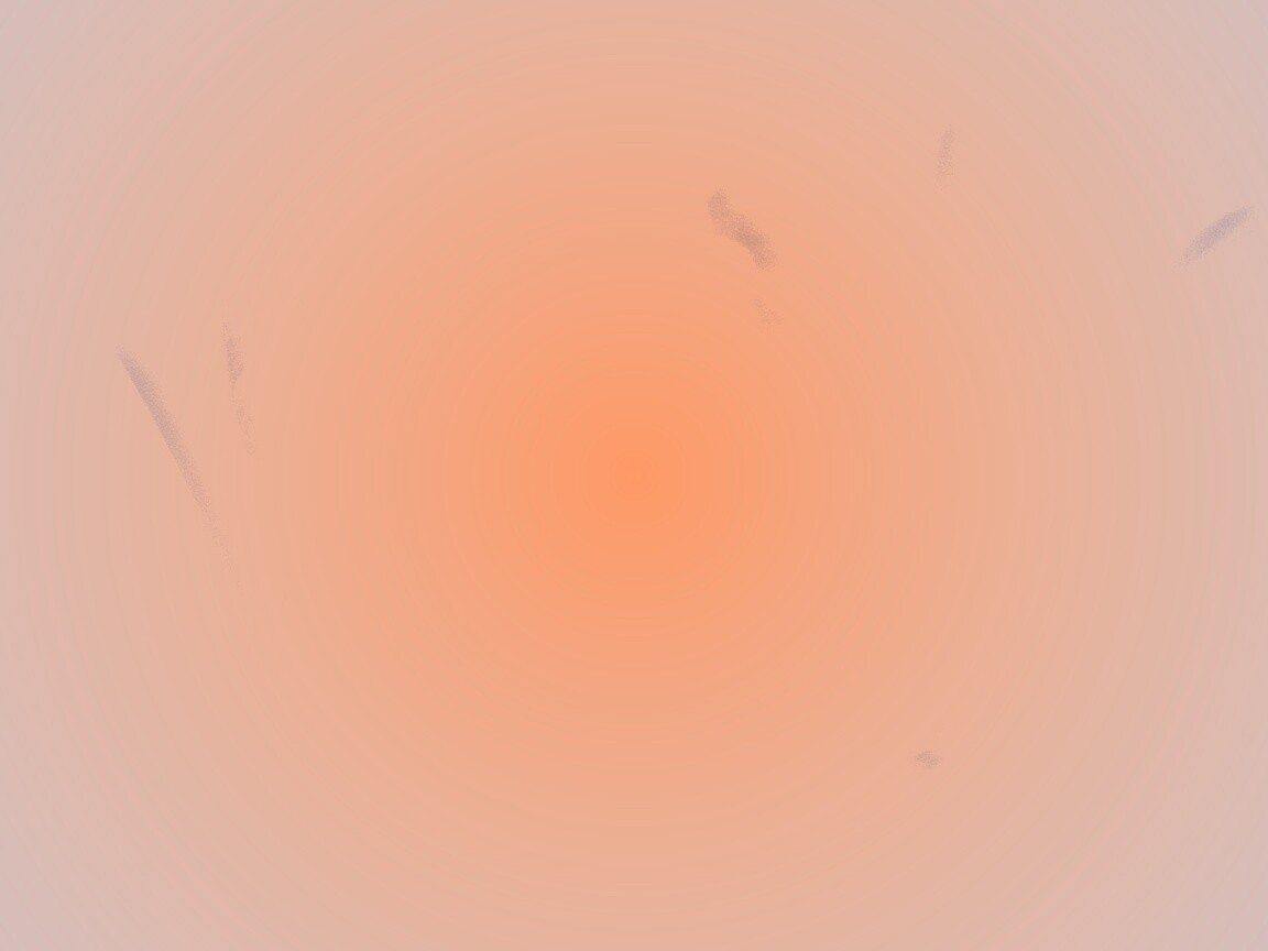 Белые лепестки обои