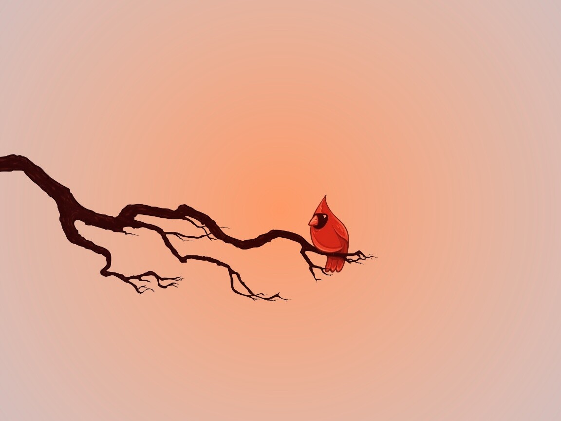 Красная птица на ветке обои