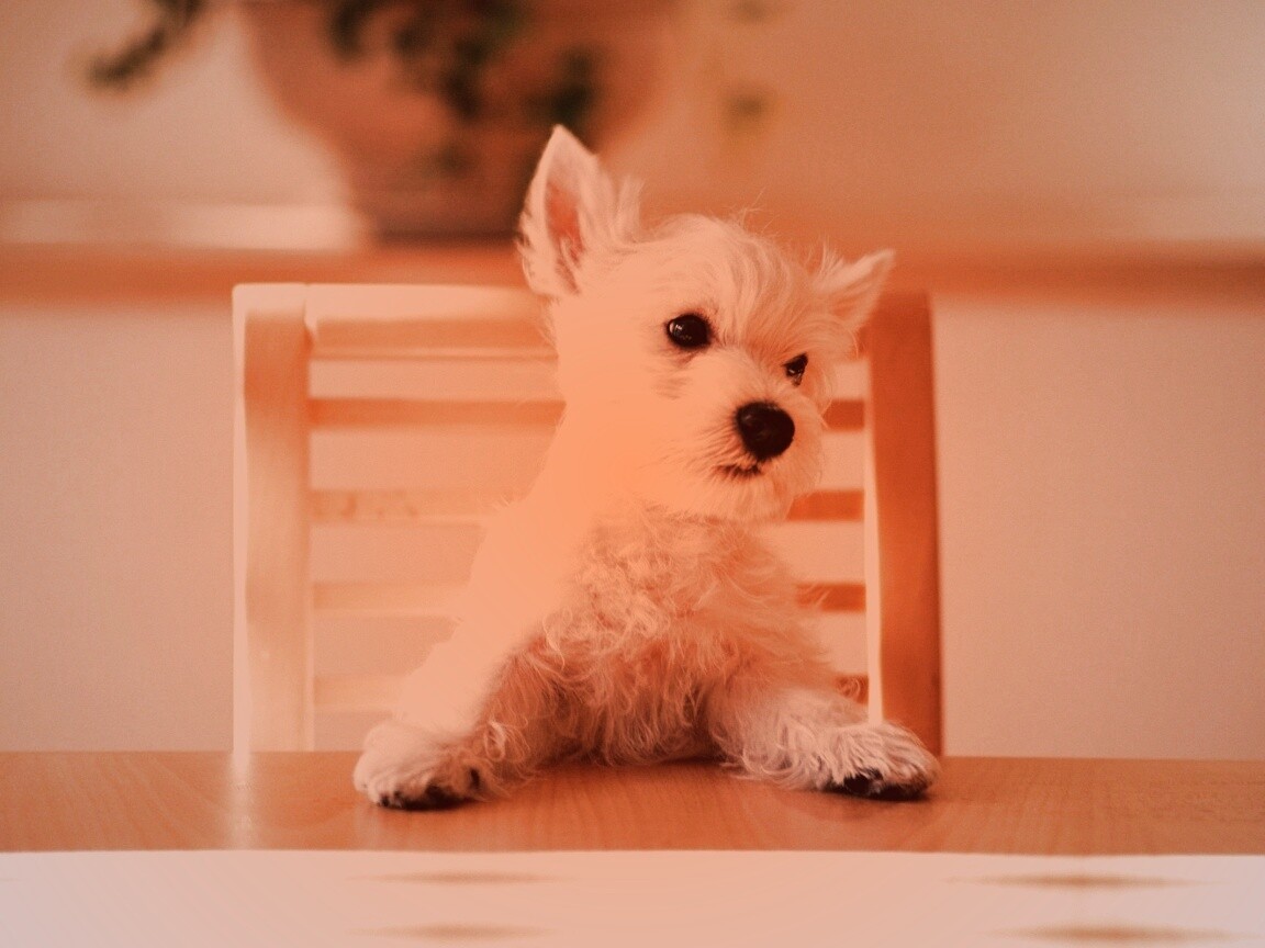 Щенок на стуле обои