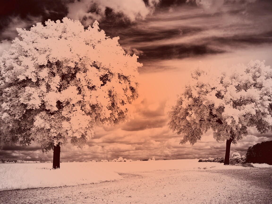 Деревья в цвету обои