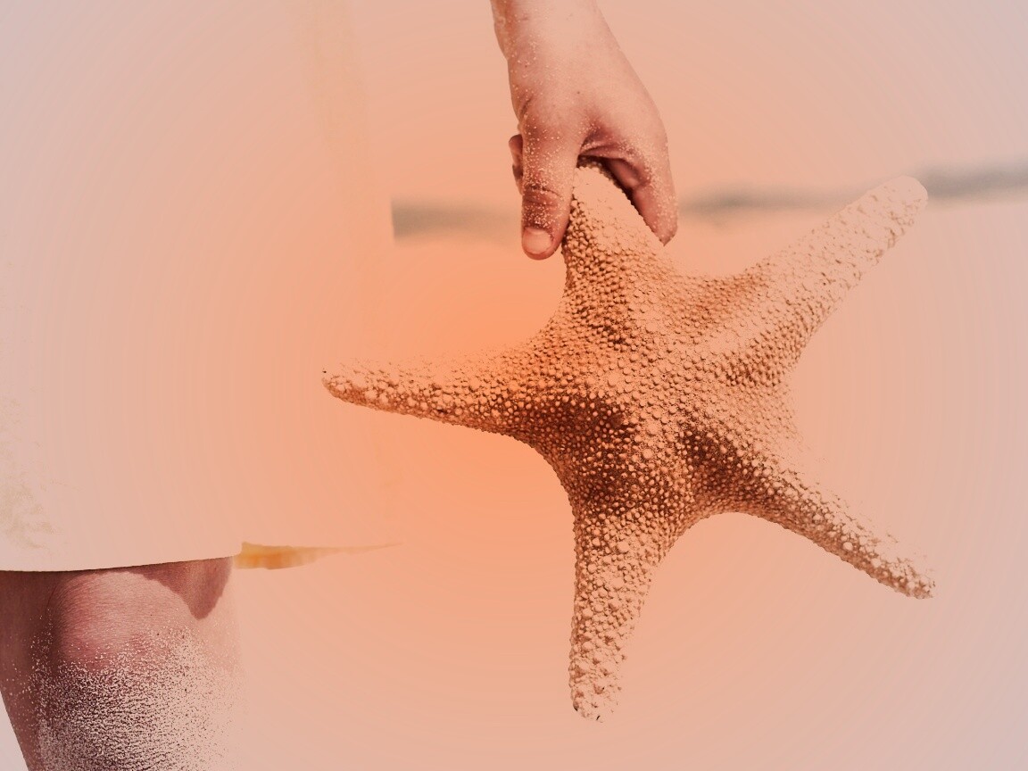 Морская звезда в руке обои