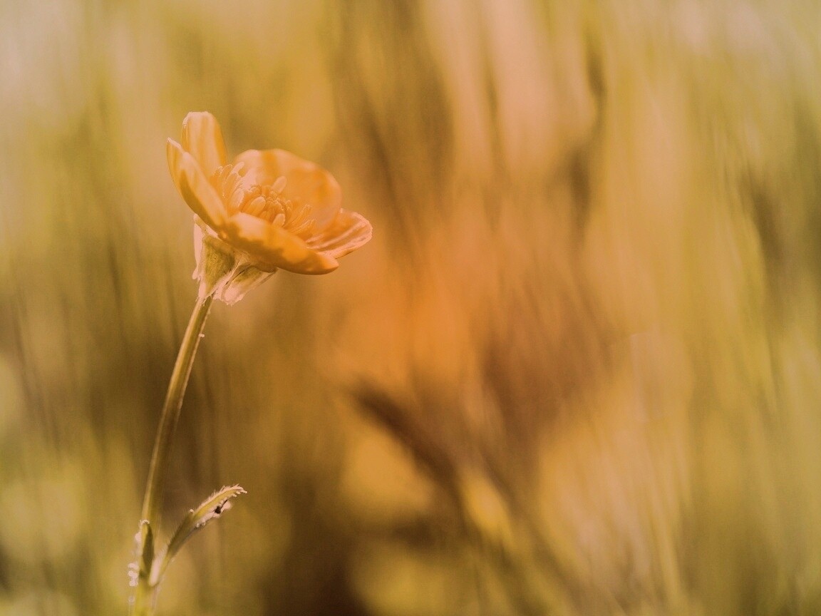 Маленький жёлтый цветочек обои