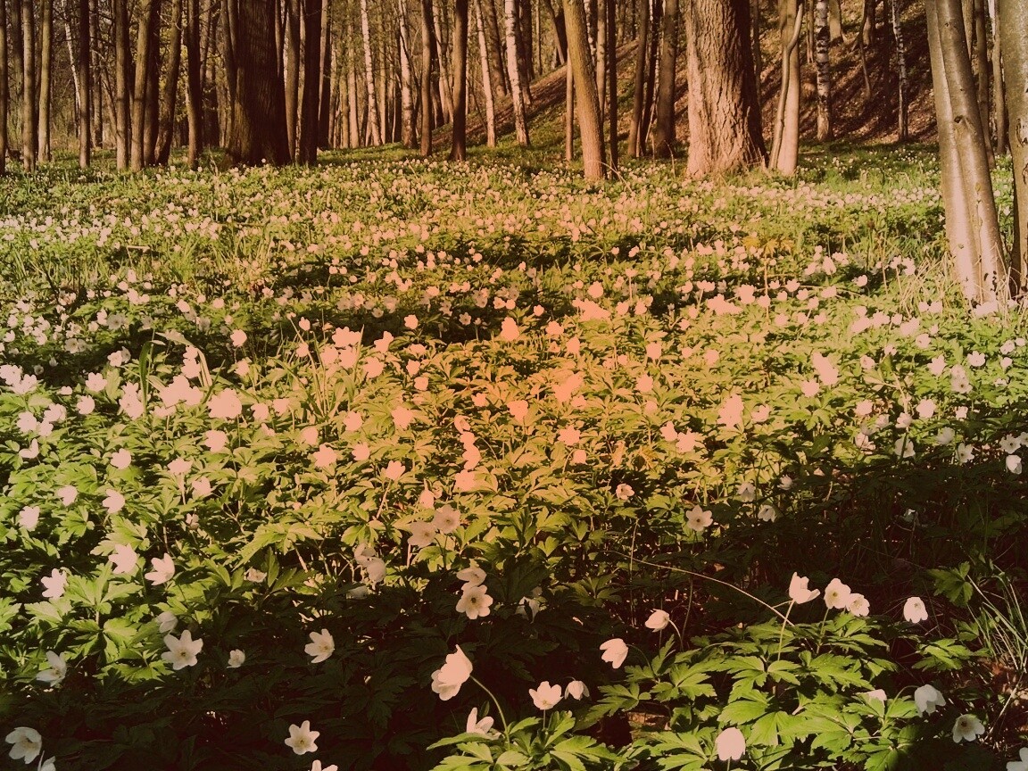 Поляна весенних цветов обои