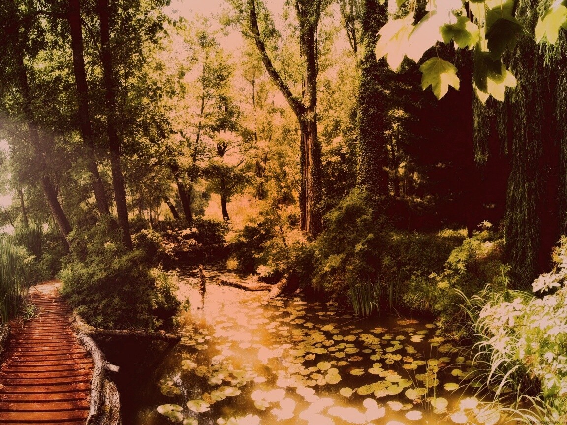 Пруд в лесу обои