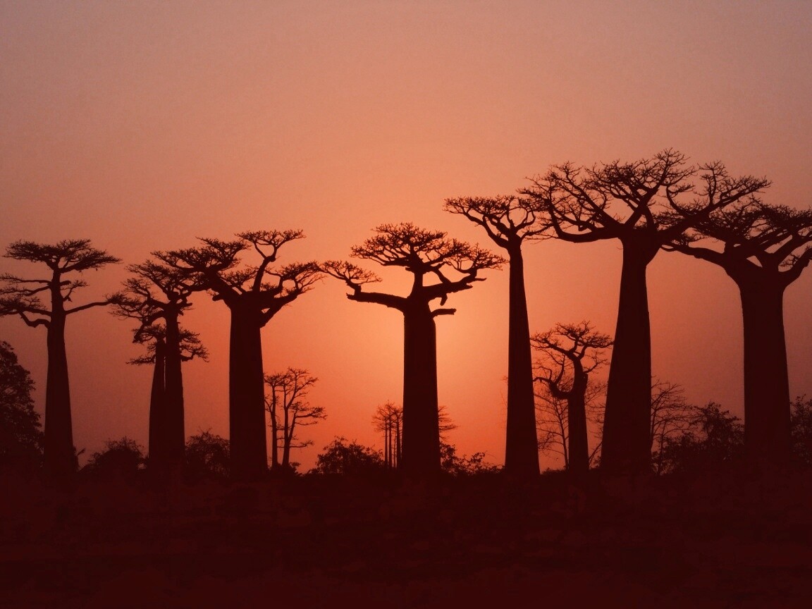 Баобабы на закате обои