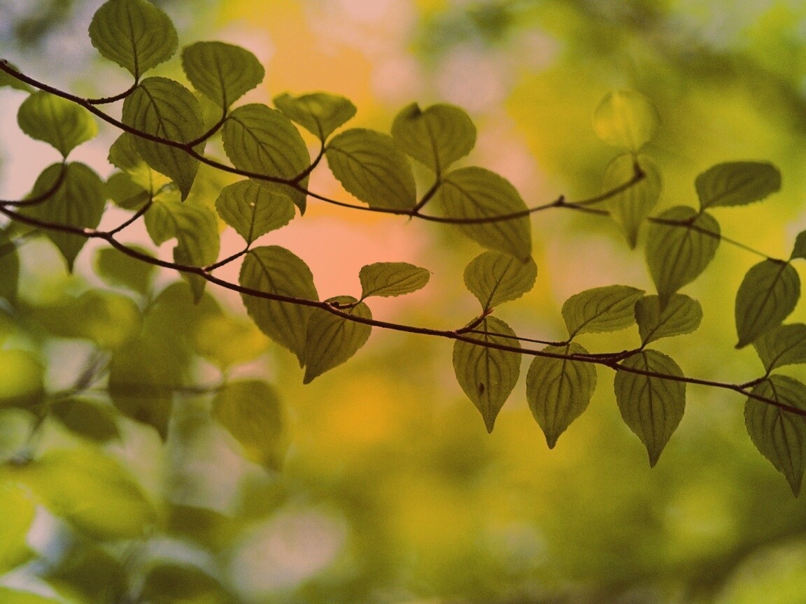 Ветка яркой зелени обои