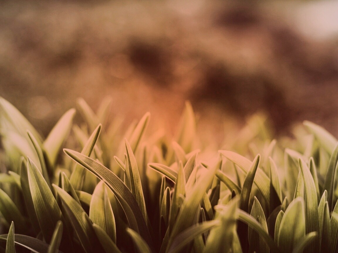 Сочная нежная трава обои