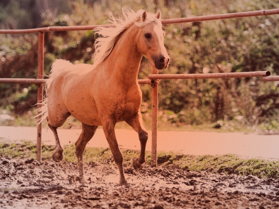 Молодая лошадь в загоне обои