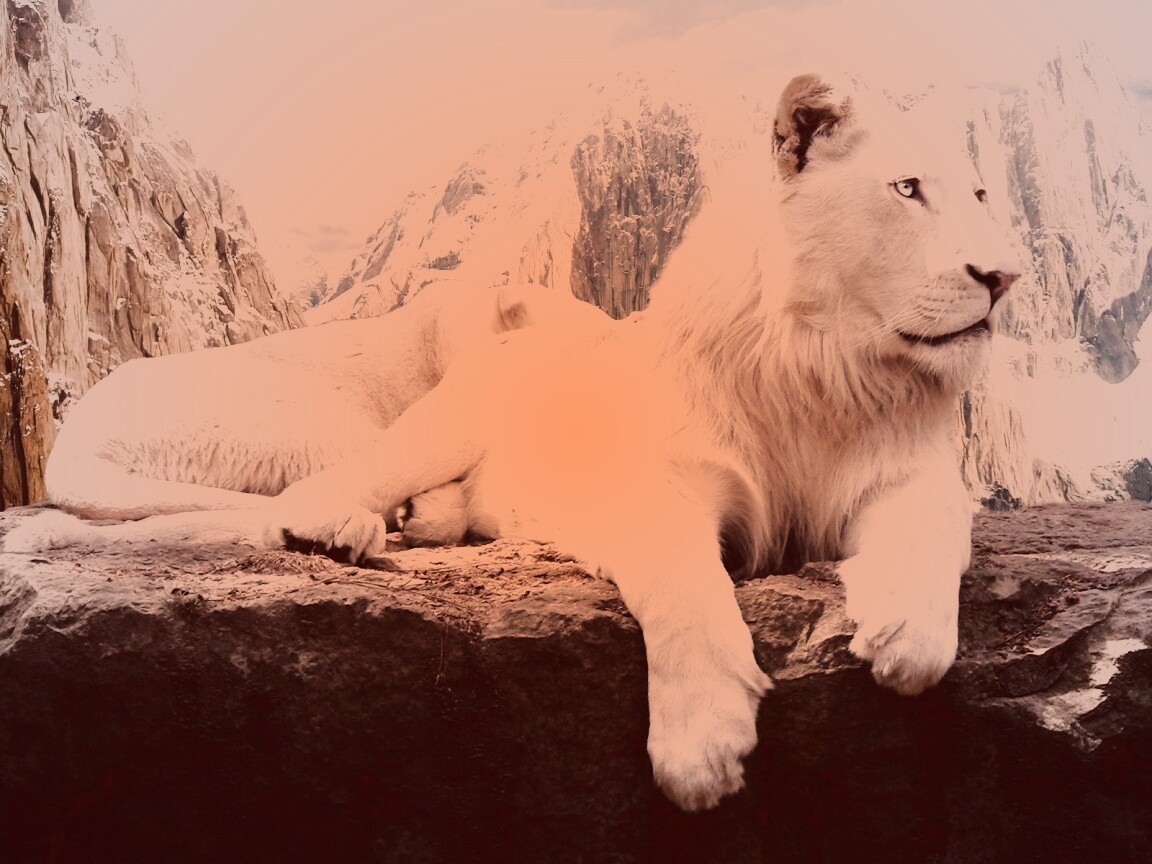 Белый лев обои