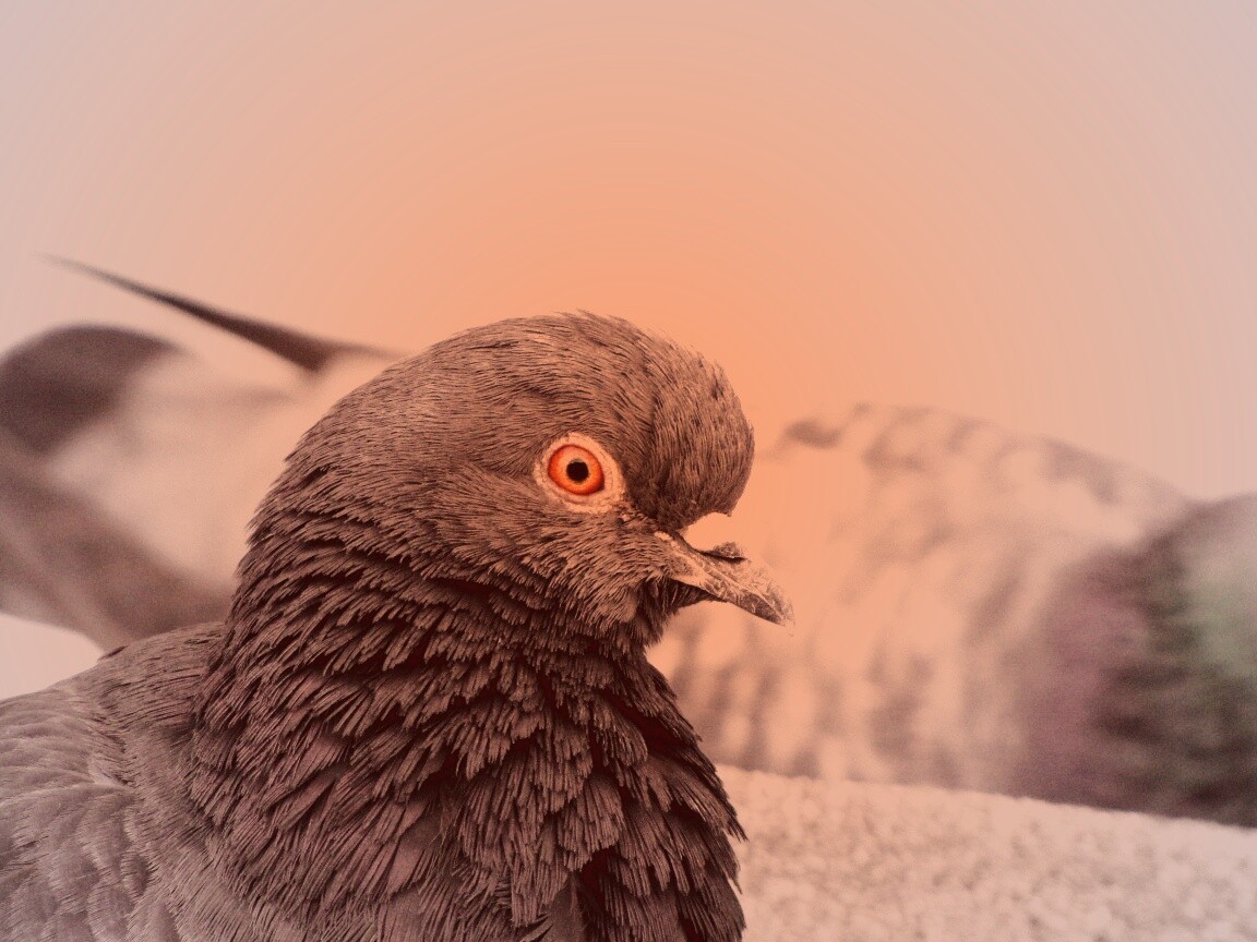 Смотрит в самую душу обои