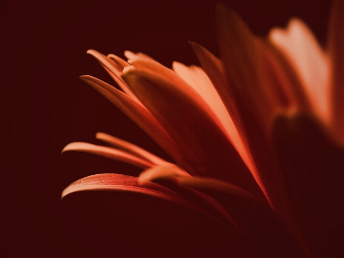 Гербера обои