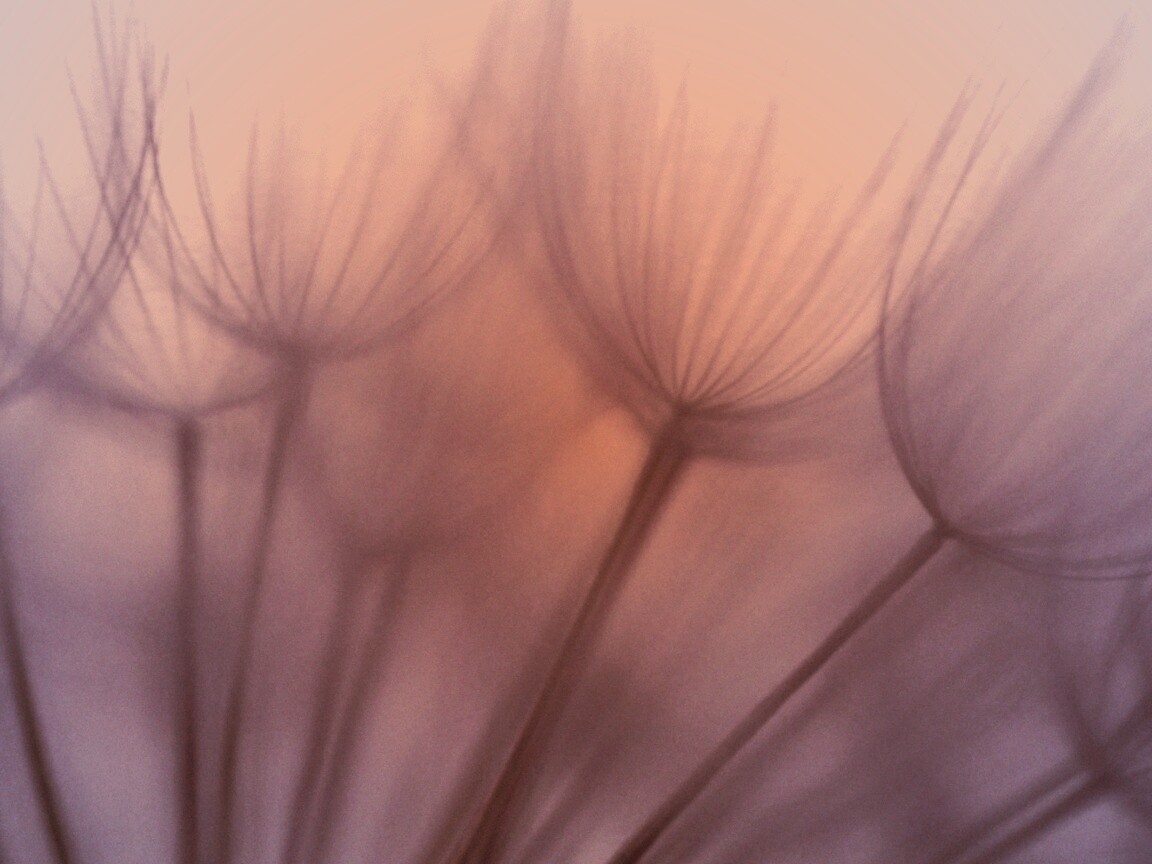 Рисунок одуванчика обои