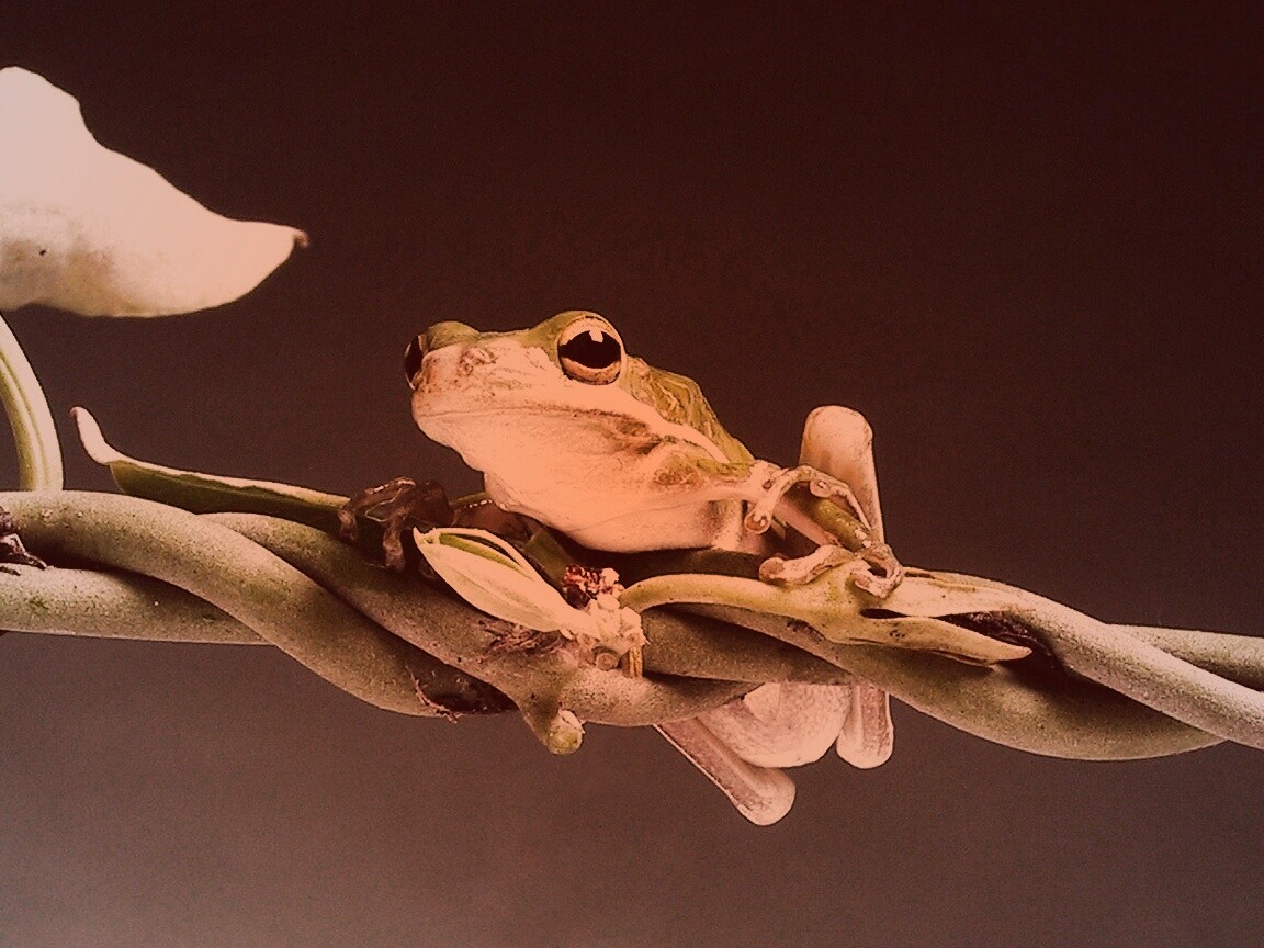 Лупоглазая лягушка на лиане обои