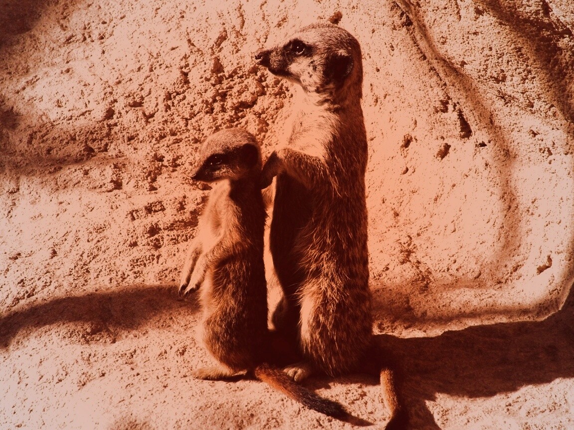 Сурикаты на страже отчизны обои