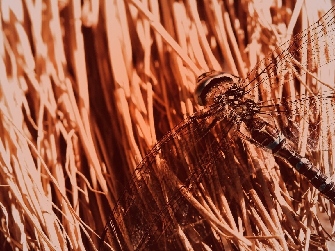 Стрекоза на сене обои