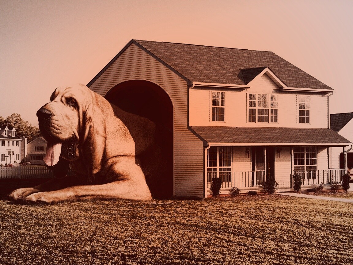 Действительно большая собака обои