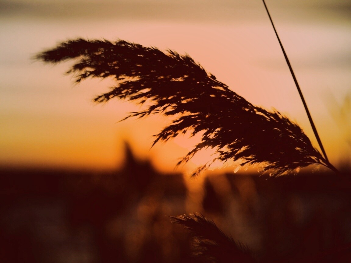 Камыш на закате обои