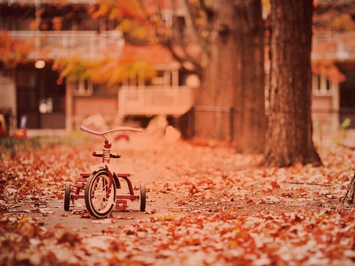 Трёхколёсный друг на осенней дорожке обои