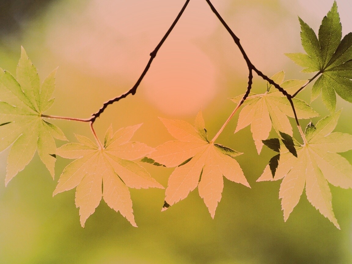 Зелёные листья обои