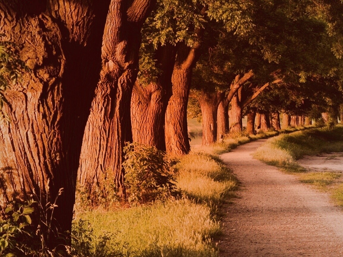 Аллея старых раскидистых деревьев обои
