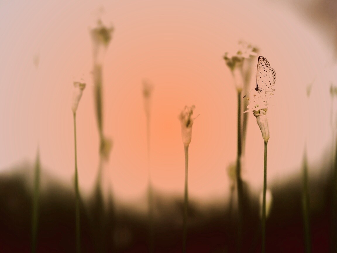 Бабочка на цветке обои