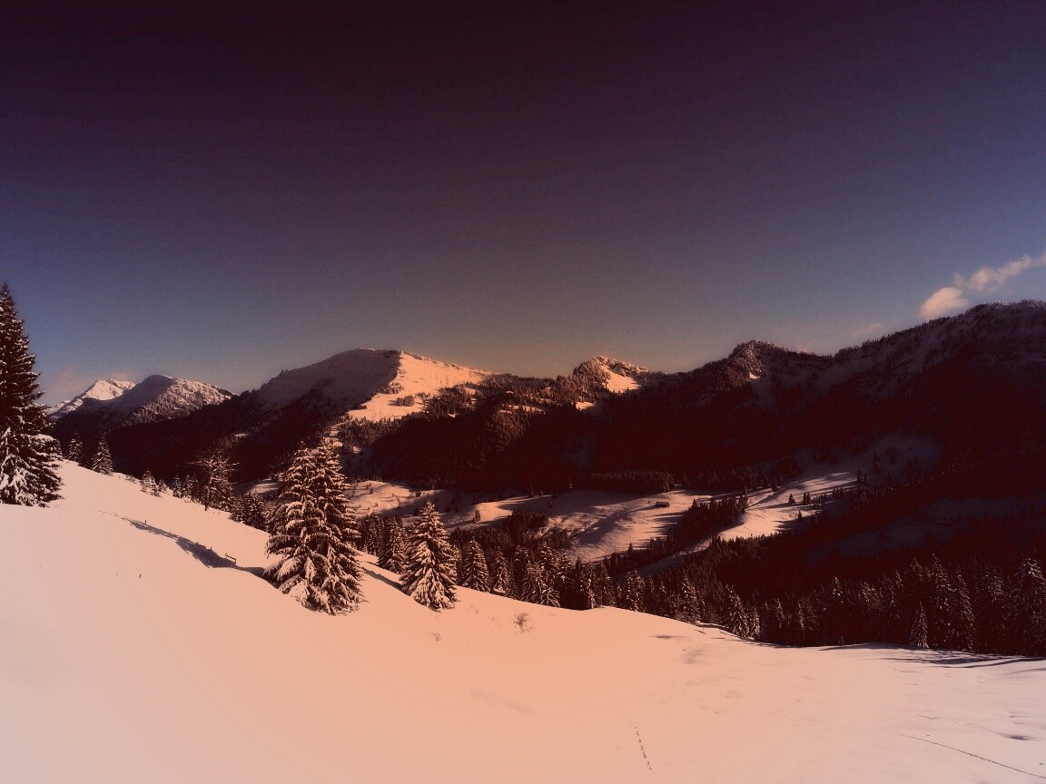 Лес в горах обои