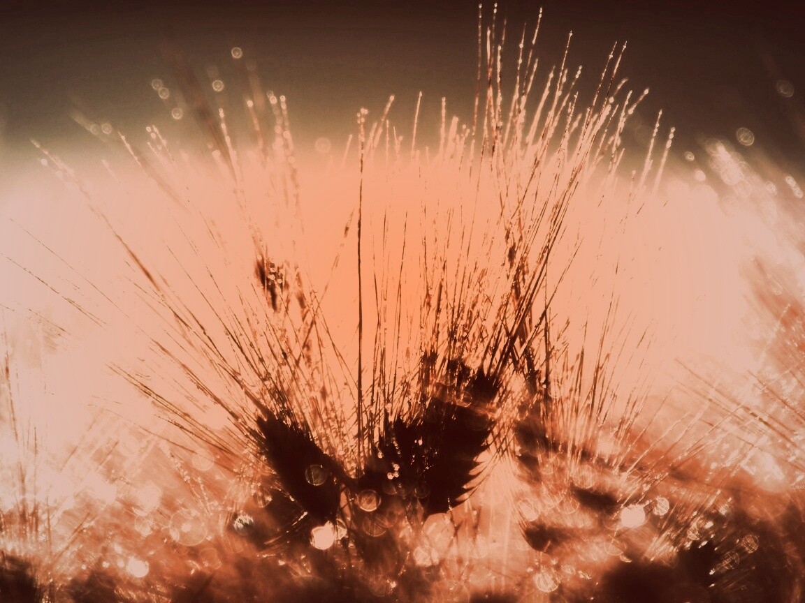 Трава на солнце обои