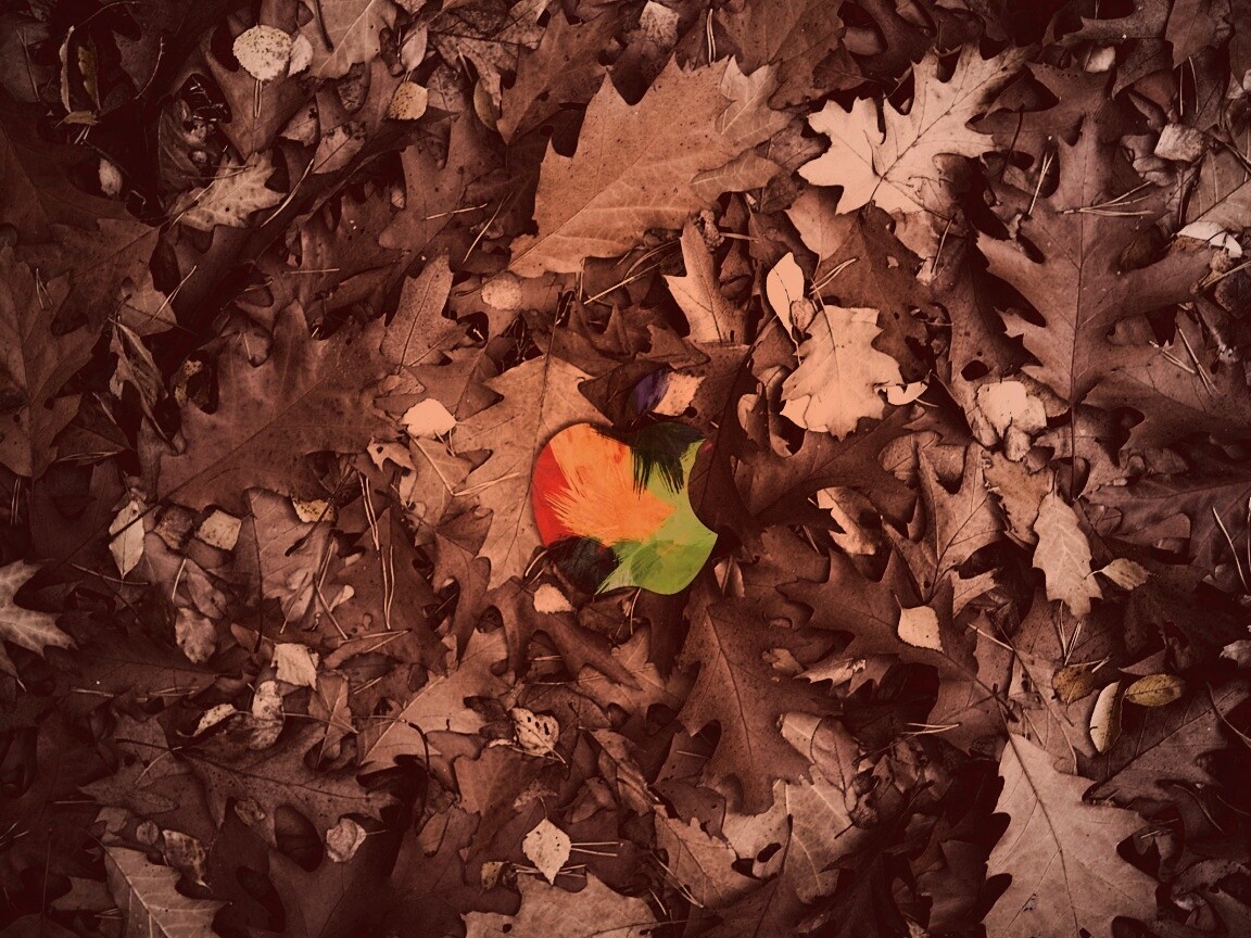 Яблоко в листьях обои