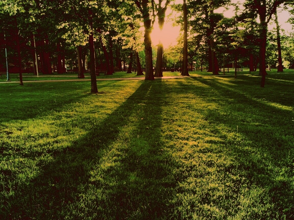 Лучи солнца сквозь листву деревьев обои