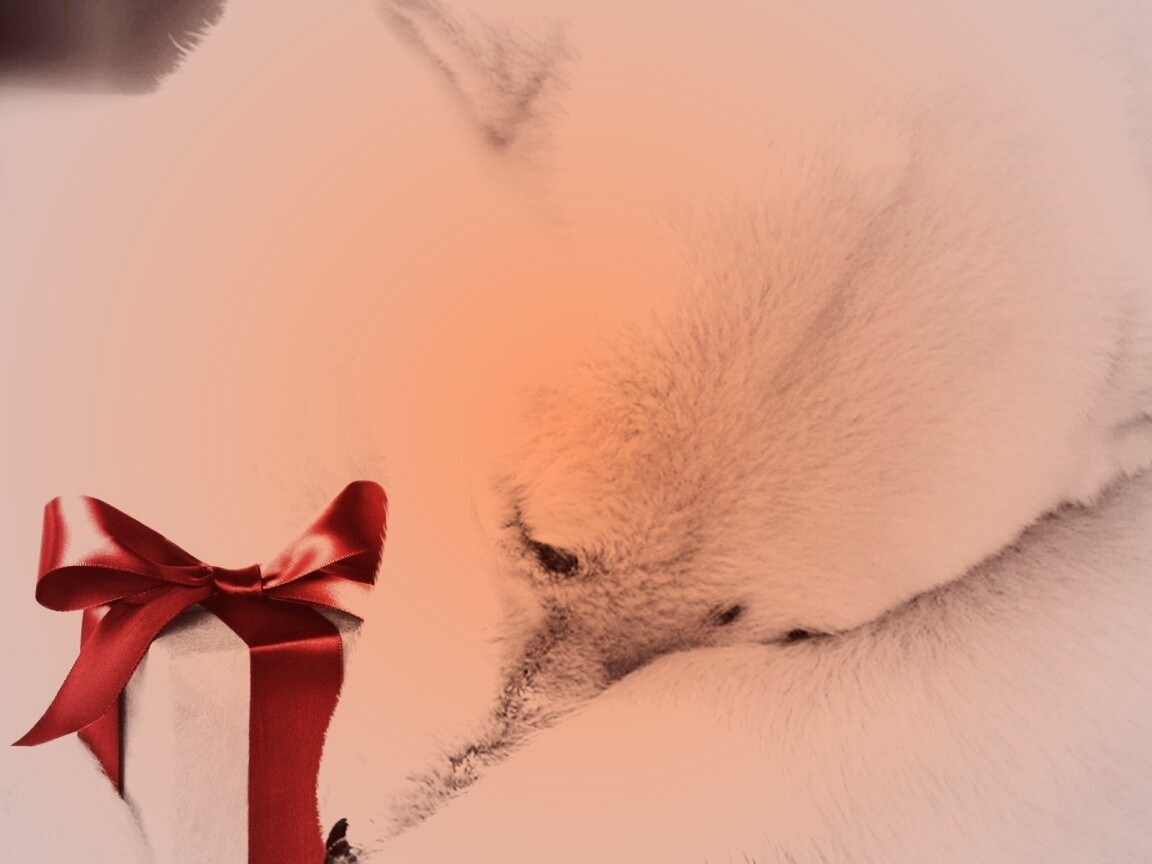 Белый мишка с подарком обои