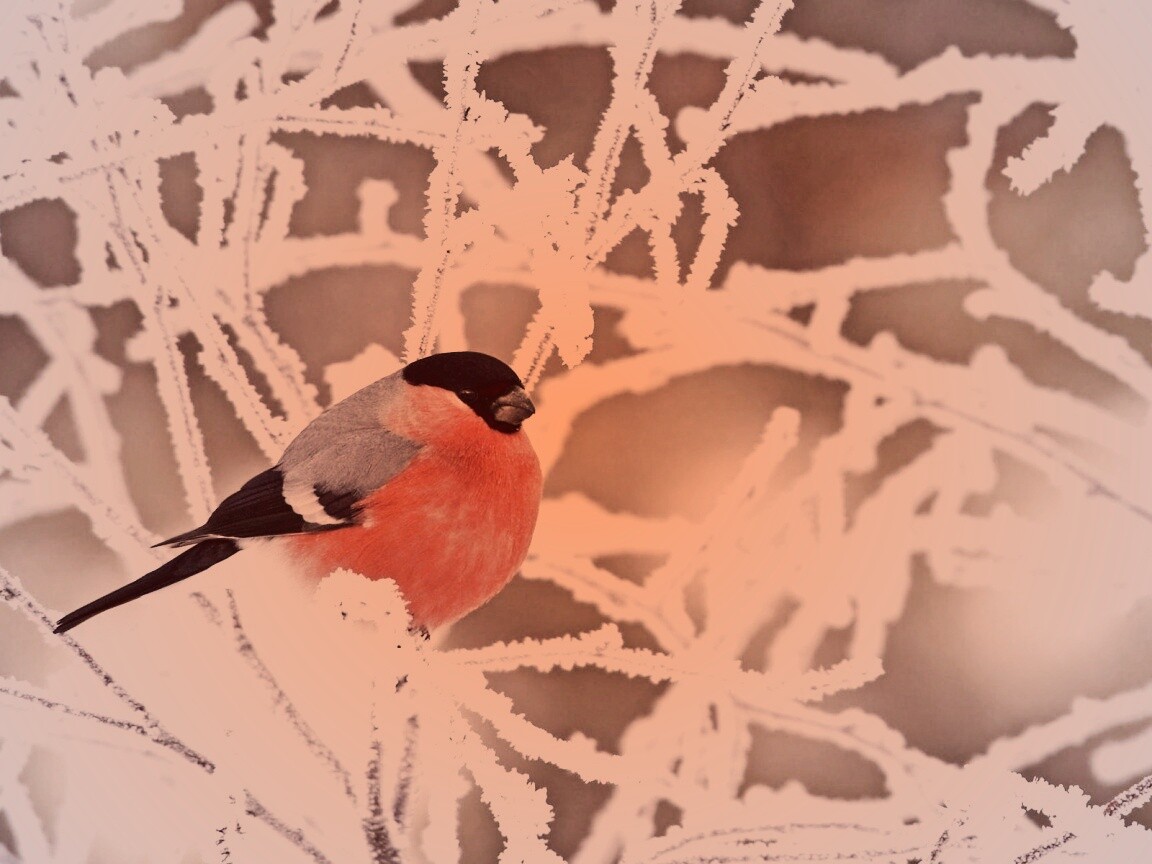 Снегирь на ветке обои