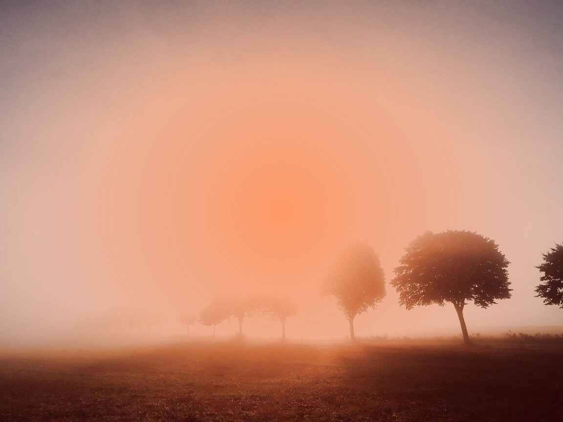 Деревья в поле обои