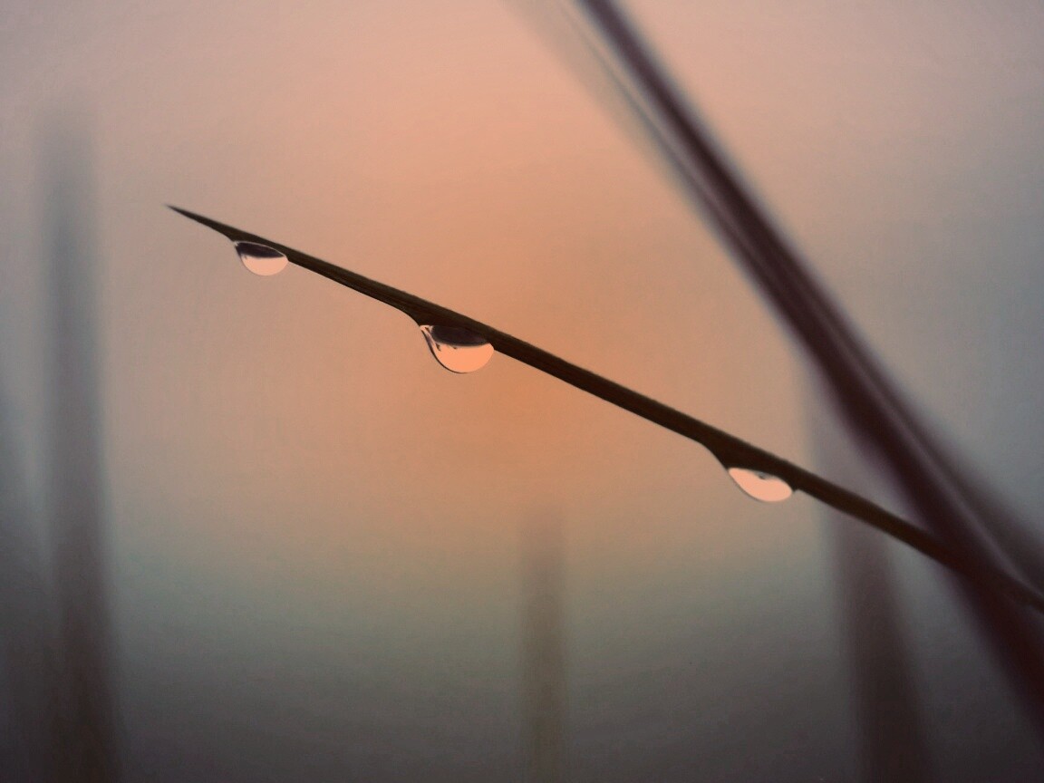 Трава после дождя обои