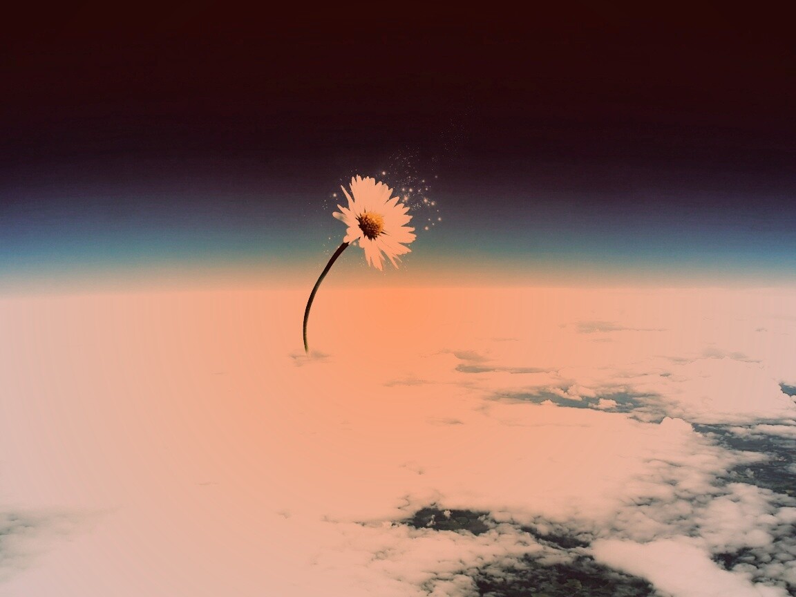 Ромашка в стратосфере обои