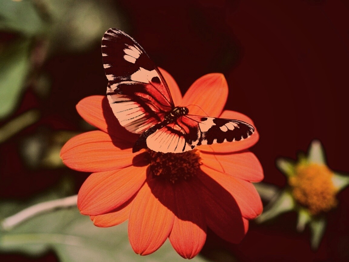 Бабочка на цветке обои